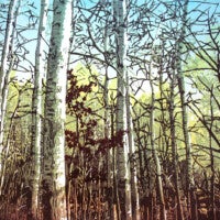 "Autumn Birch" | Monica Ihrke | Relief Print